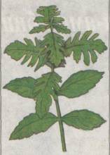 ��������� ���������� (�. difformis)