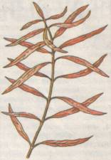 ��������� ����������� (�. sp. �Reddish�)