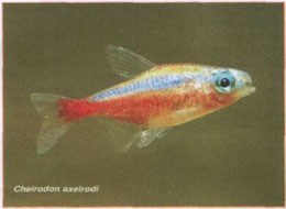 ��������� ��������� ������������ ������� ����.