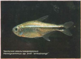 �������� ����������������� Hemigrammus sp. evtl `armstrongi`.