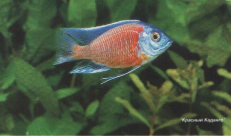 ������� ������� �� ���� ��������