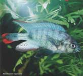 Neochromis nigricans.