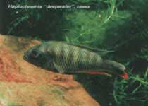 Haplochromis `deepwater`, �����.