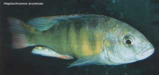 Haplochromis brownae.