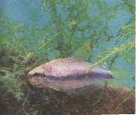 ����� - ������ ����������� ����� (Inpaichthys kerri) 