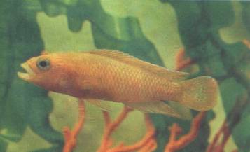 ������ ��������� (Neolamprologus niger). 