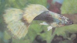 ������������ ����� ����� `�������`. �����.