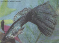 ������������ ����� ����� `������ �����`. �����.