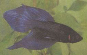 �������. �����.