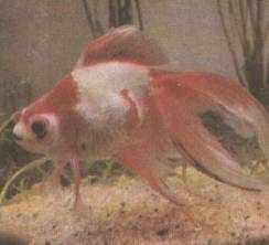 ��������-������� ��������.