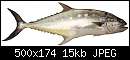   ,   
:  queenfish.jpg
: 174
:  15,4 
ID:	143581