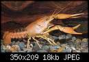   ,   
:  Procambarus_acutis.jpg
: 50
:  17,7 
ID:	177212