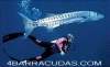   4barracudas.
