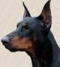   dober