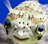   fugu fish