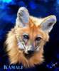   fox-34