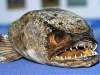   snakehead