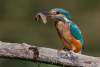   Kingfisher