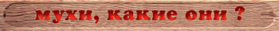muhi.gif (10892 bytes)